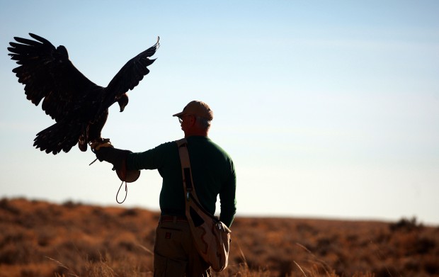 Falconry